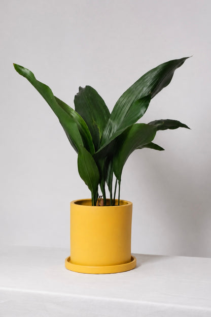 Aspidistra elatior