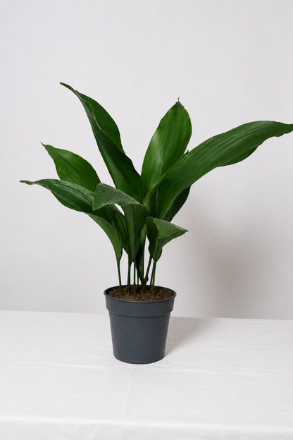 Aspidistra elatior