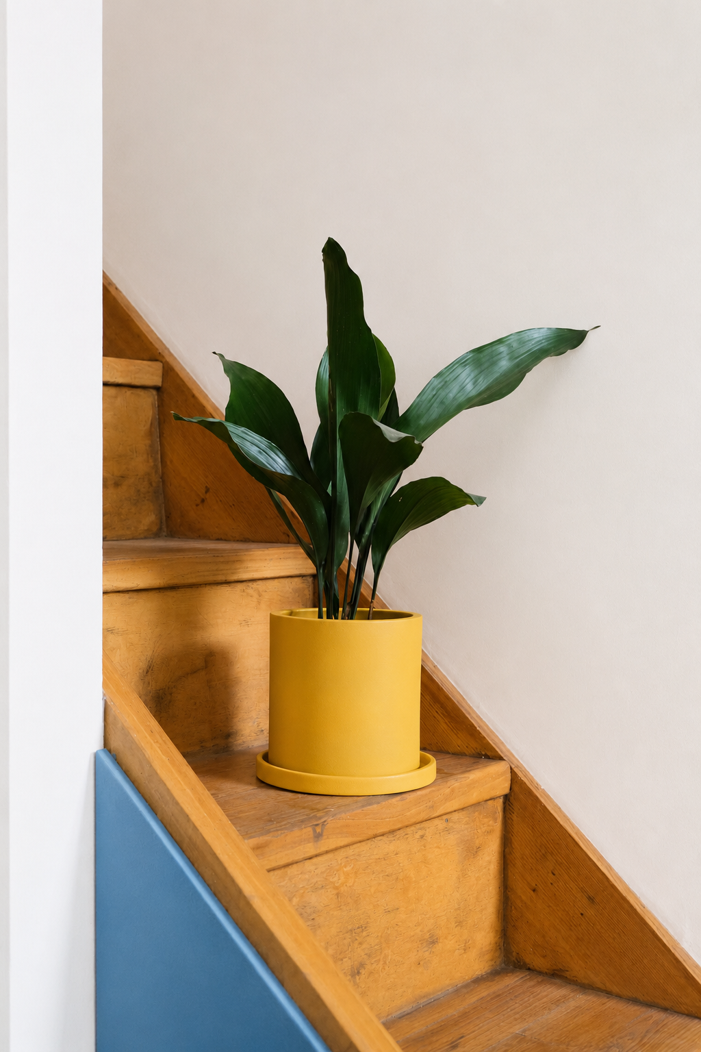 Aspidistra elatior
