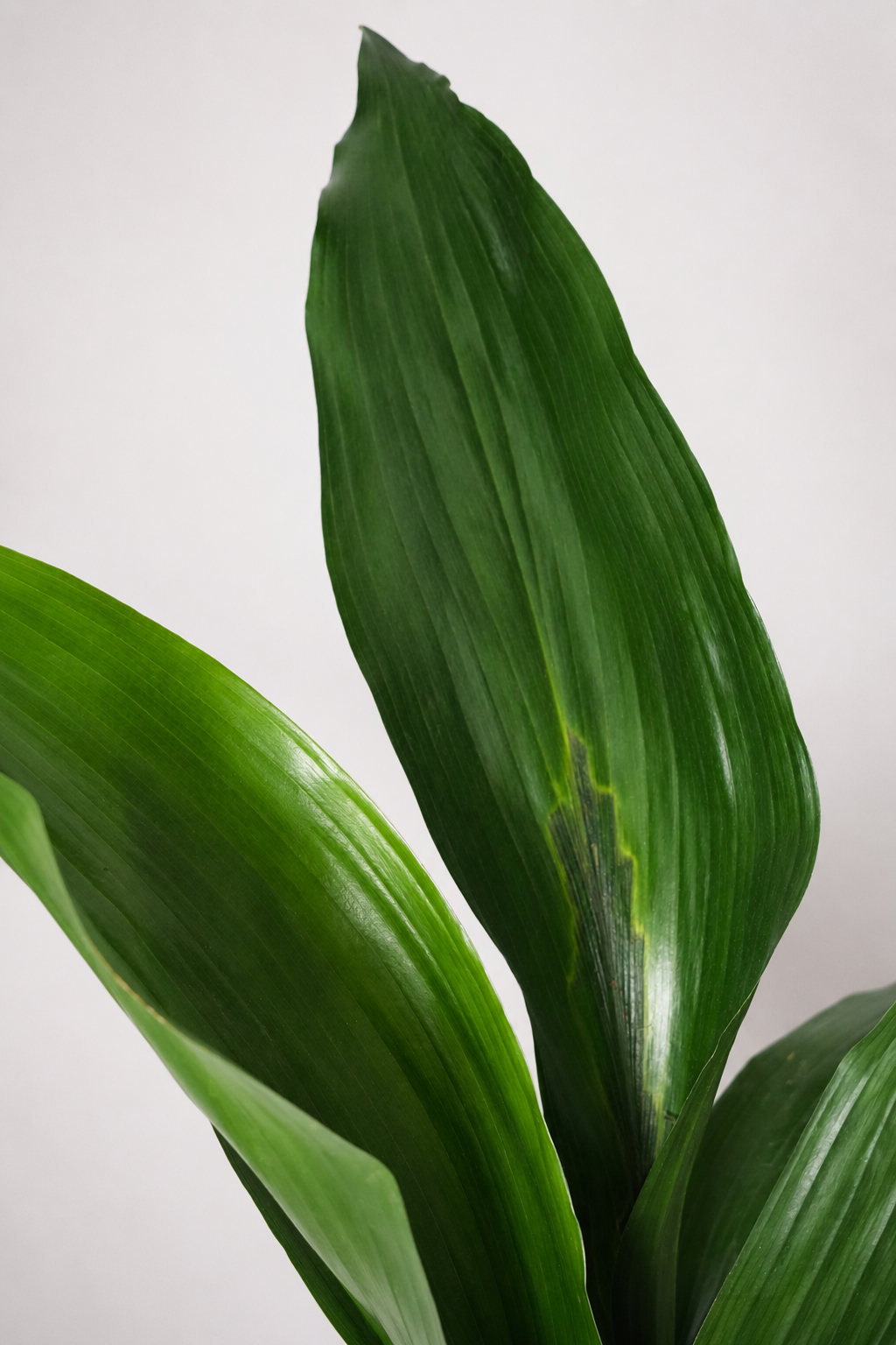 Aspidistra elatior
