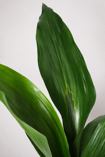 Aspidistra elatior