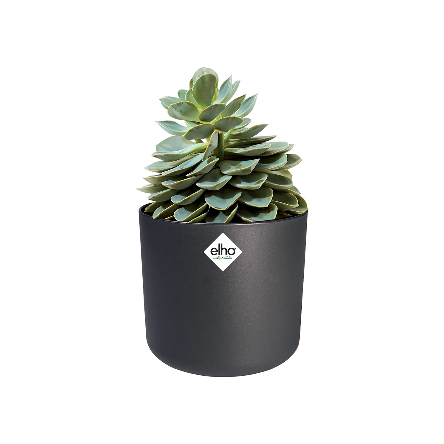B.for soft round