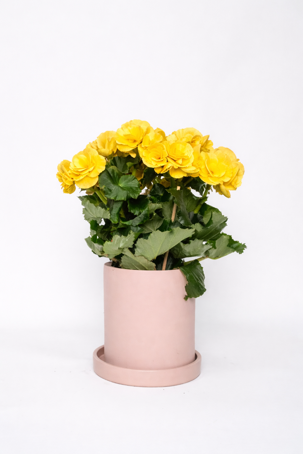 Begonia mix