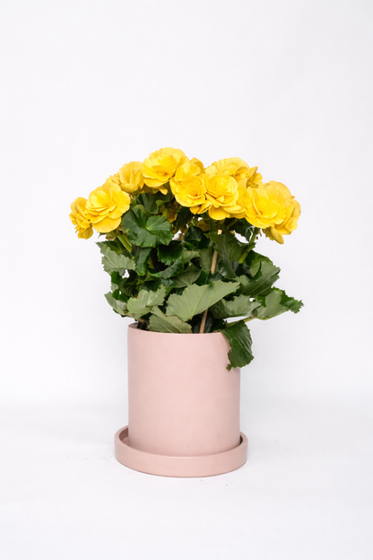 Begonia mix
