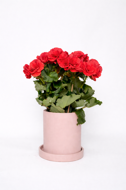 Begonia mix