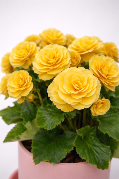 Begonia mix