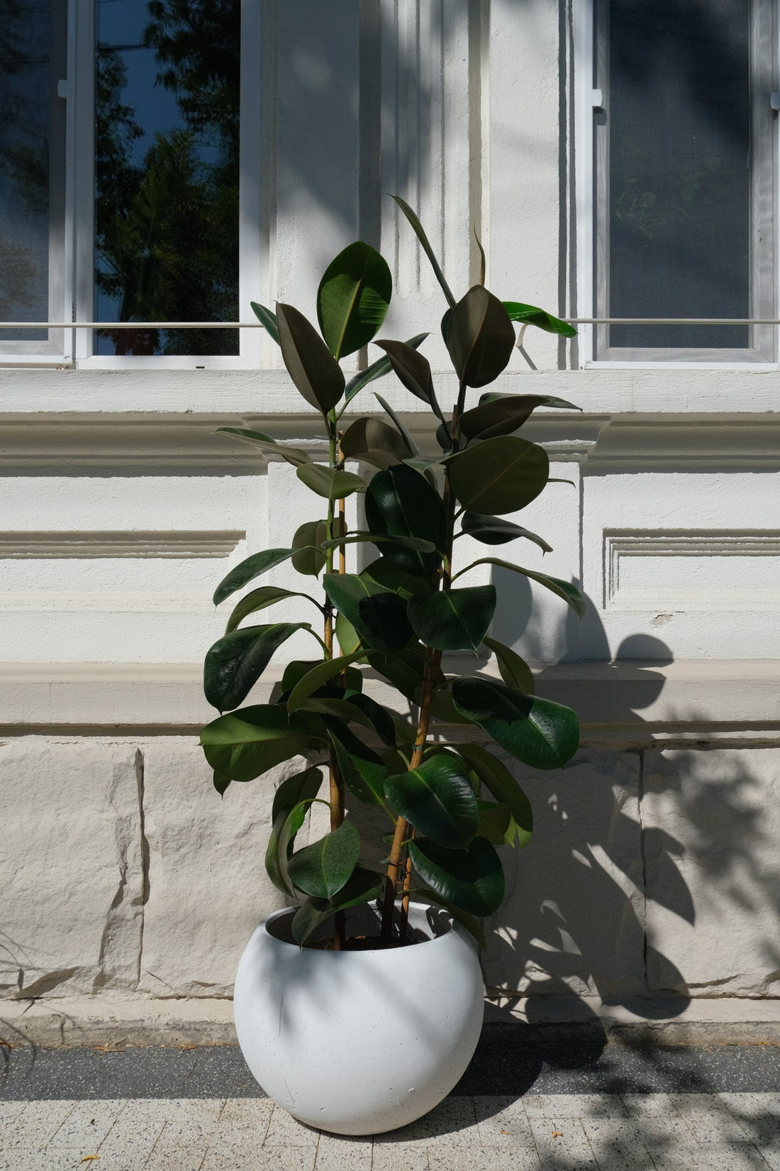 Ficus Elastica - Image 6
