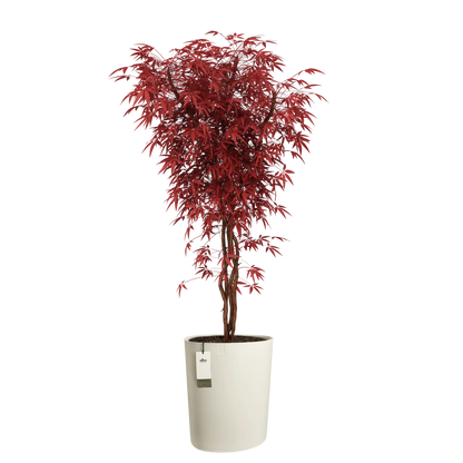 Eden aquacare