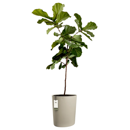 Eden aquacare