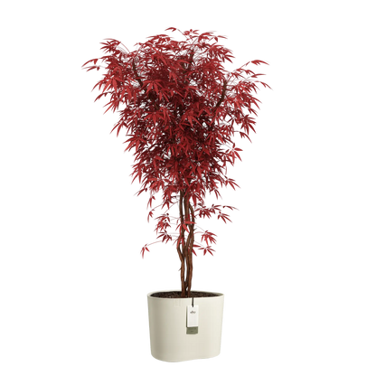 Eden aquacare