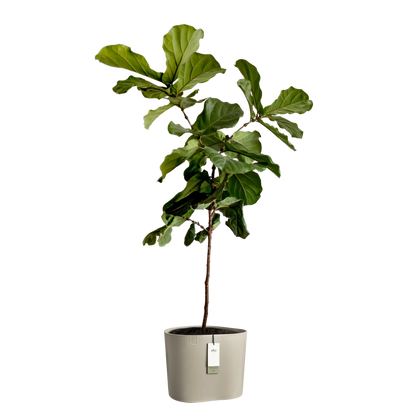 Eden aquacare