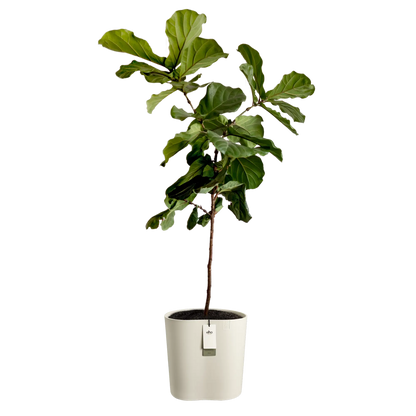 Eden aquacare