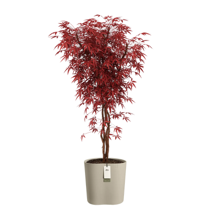 Eden aquacare