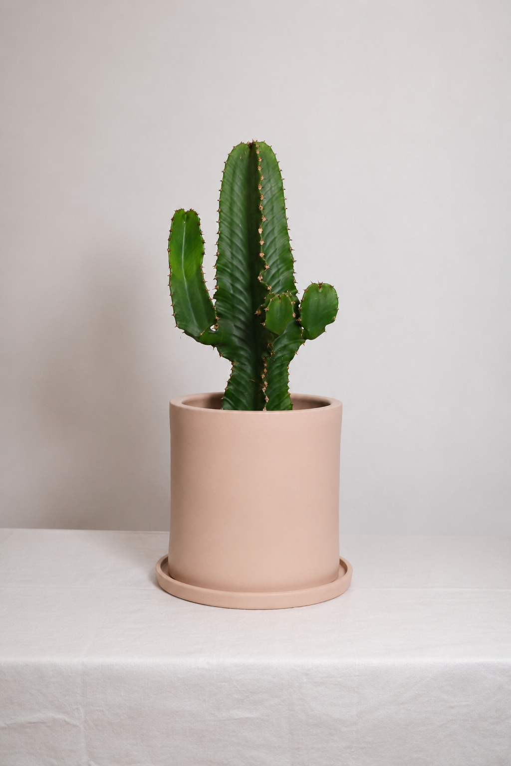 Euphorbia Erythraea Ø19 · 50 cm