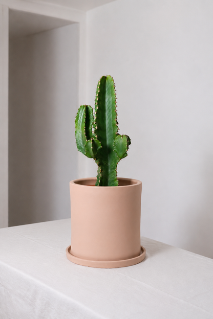 Euphorbia Erythraea Ø19 · 50 cm