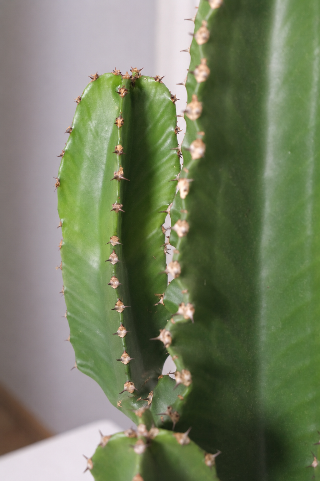 Euphorbia Erythraea Ø19 · 50 cm