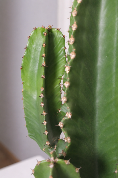 Euphorbia Erythraea Ø19 · 50 cm