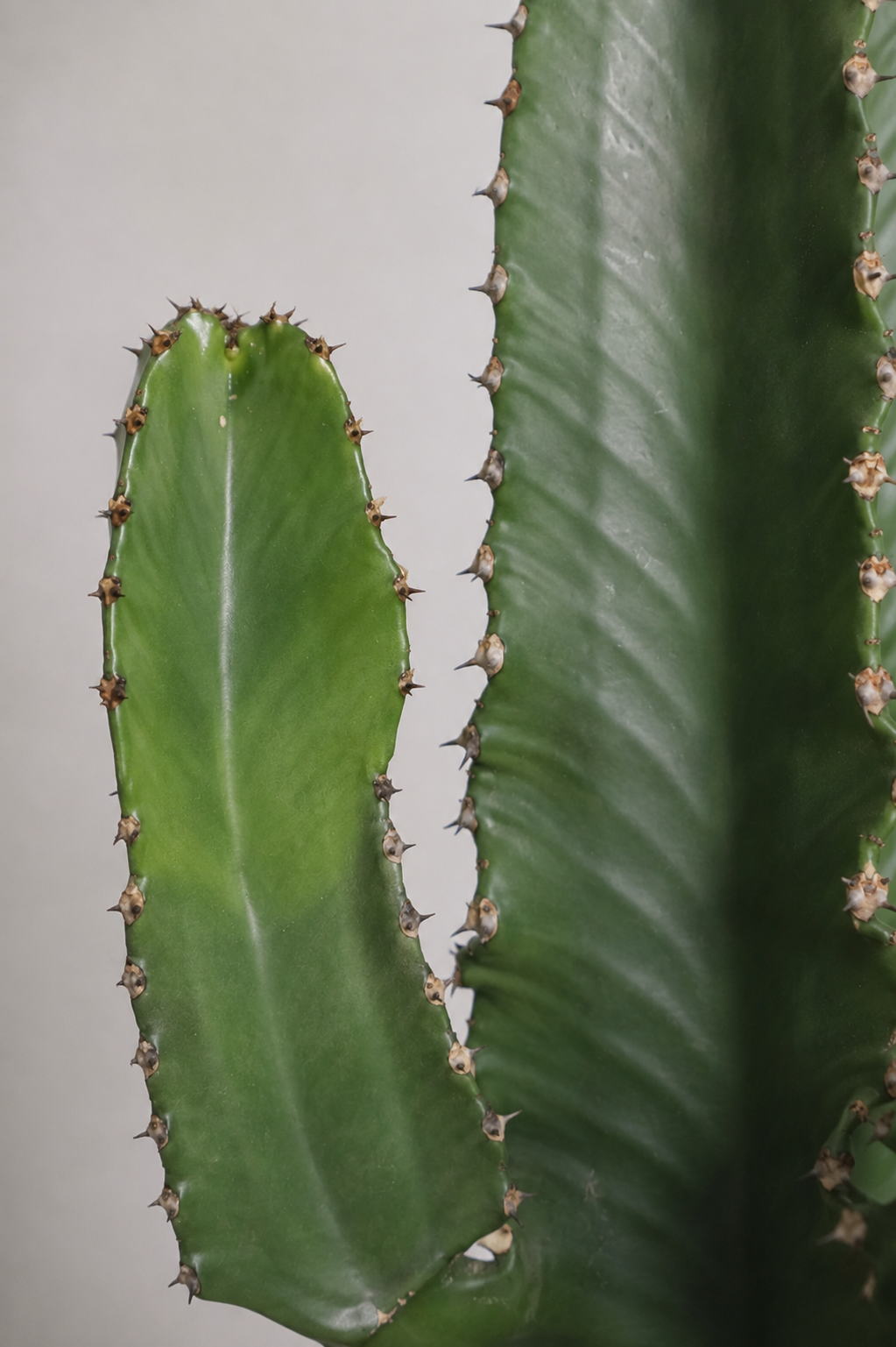 Euphorbia Erythraea Ø19 · 50 cm