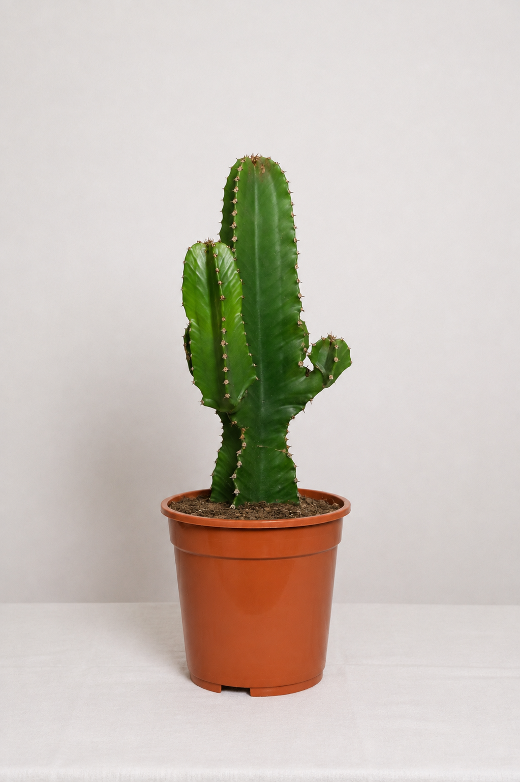 Euphorbia Erythraea Ø19 · 50 cm