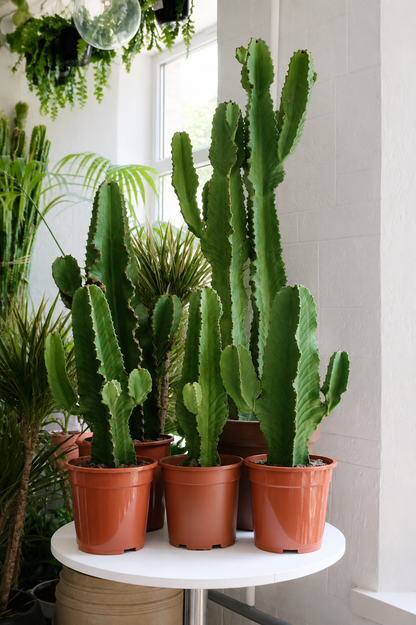 Euphorbia Erythraea Ø19 · 50 cm