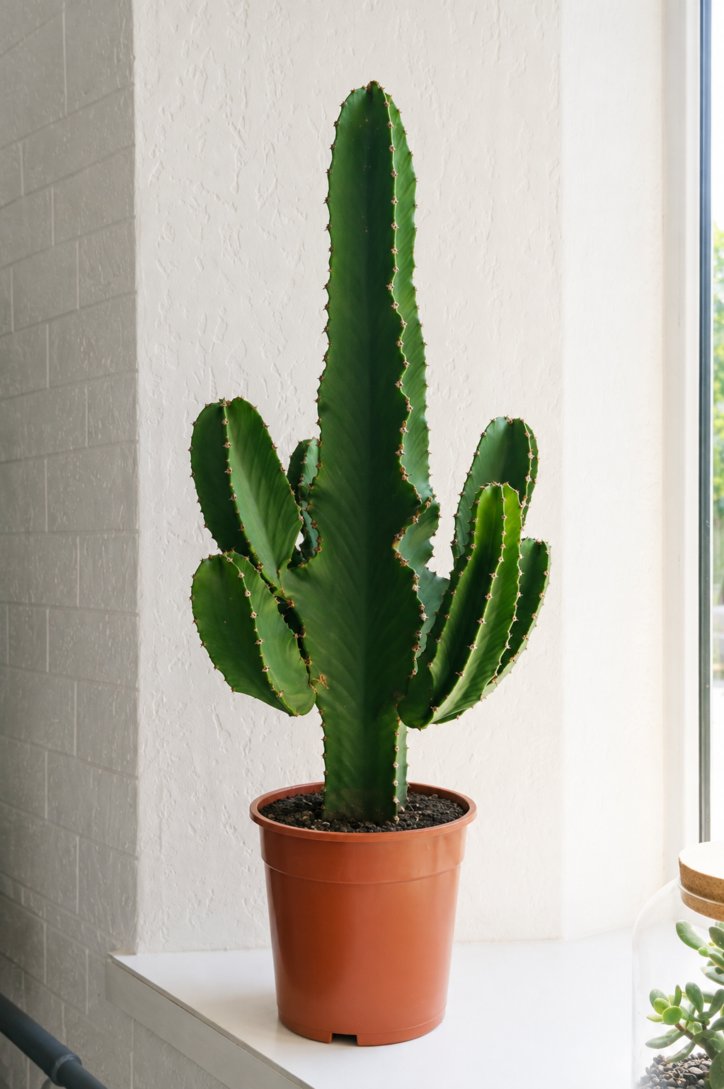 Euphorbia Erythraea Ø31 · 85 cm