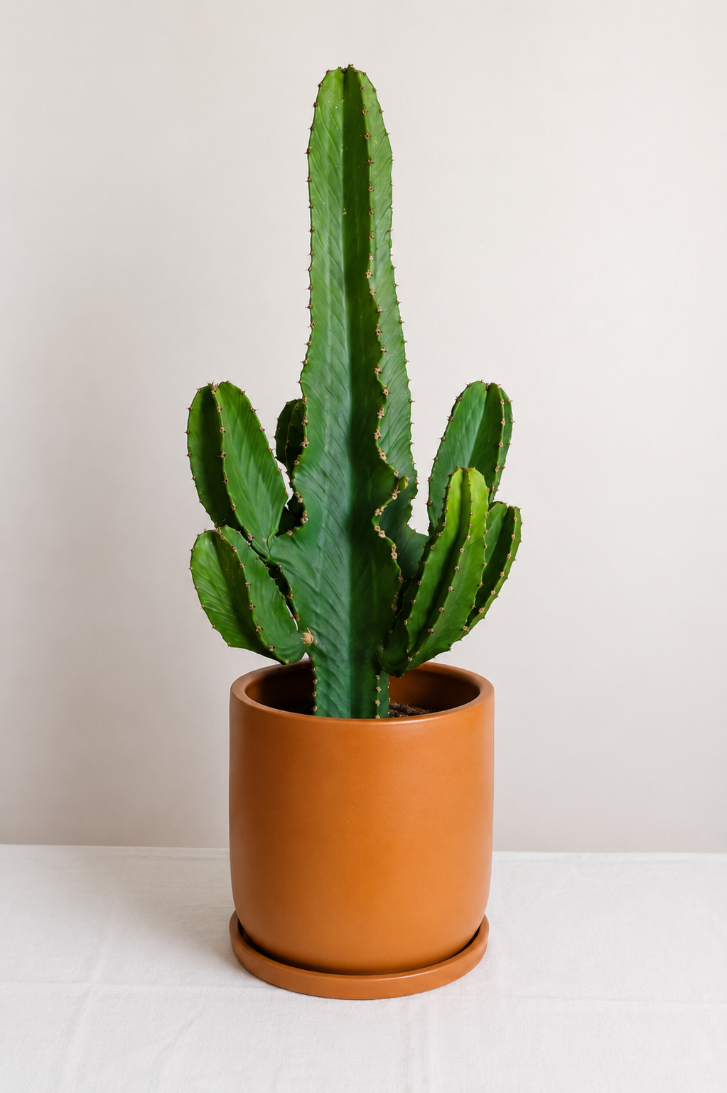 Euphorbia Erythraea Ø31 · 85 cm