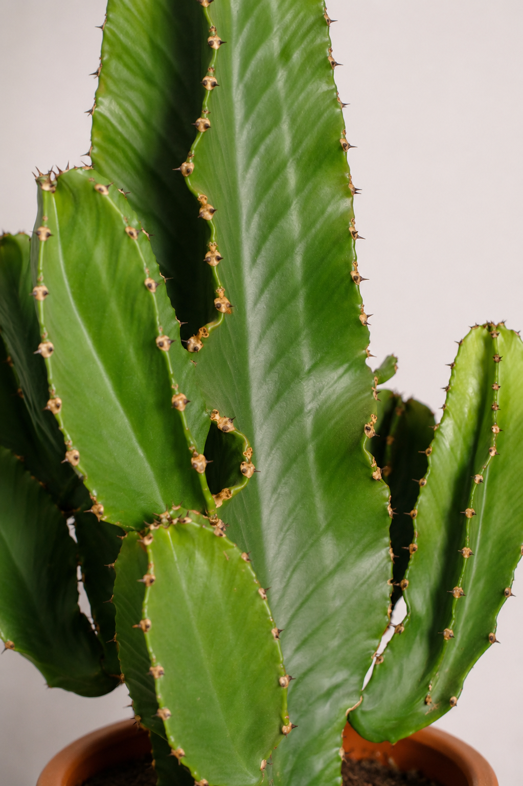 Euphorbia Erythraea Ø31 · 85 cm