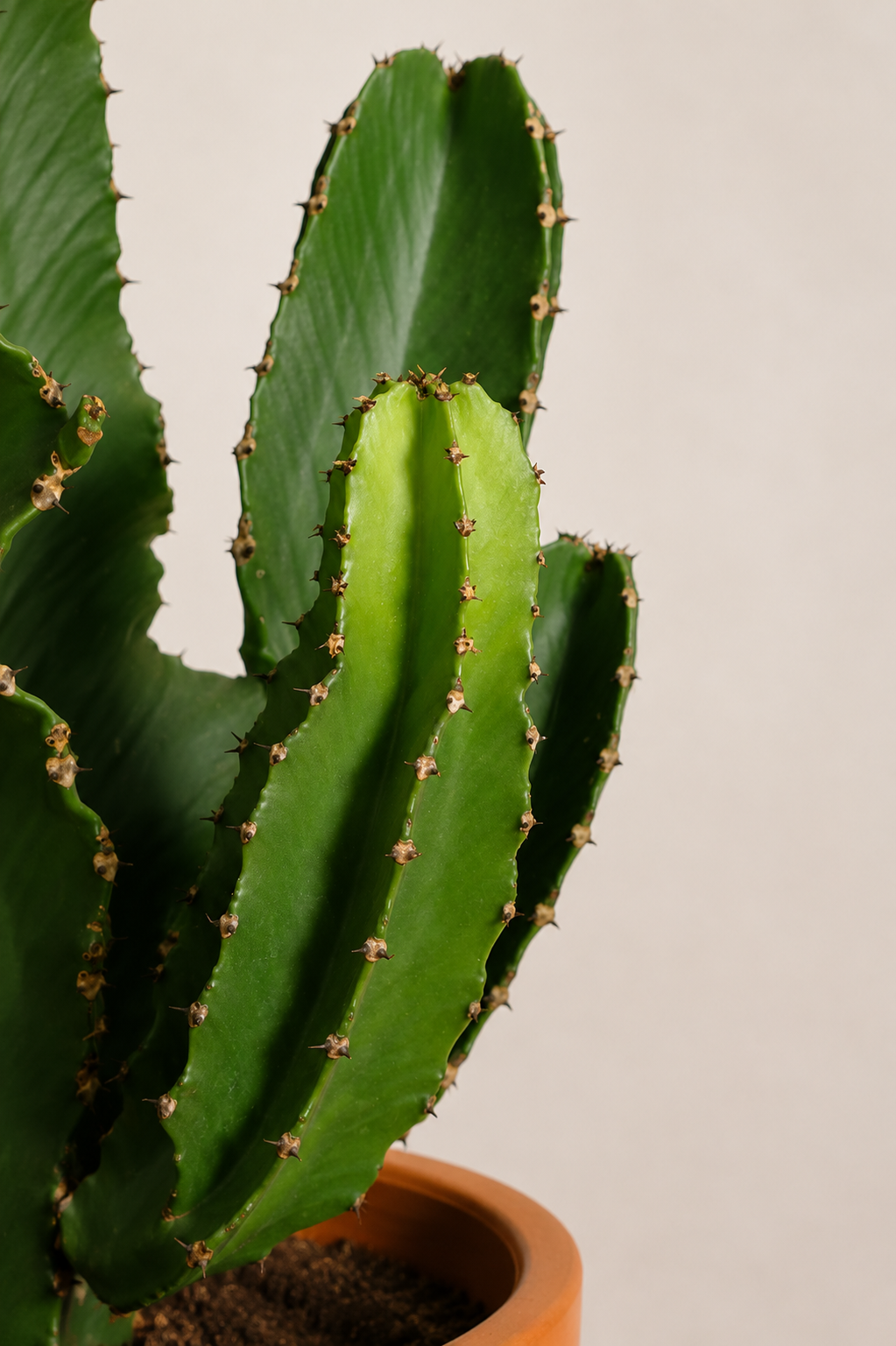 Euphorbia Erythraea Ø31 · 85 cm