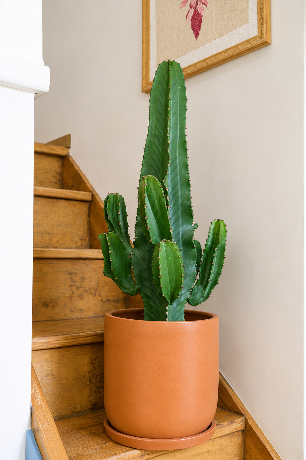Euphorbia Erythraea Ø31 · 85 cm