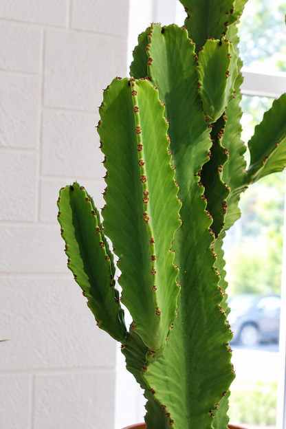 Euphorbia Erythraea Ø40 · 110 cm