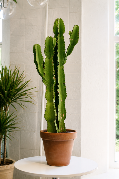 Euphorbia Erythraea Ø40 · 110 cm