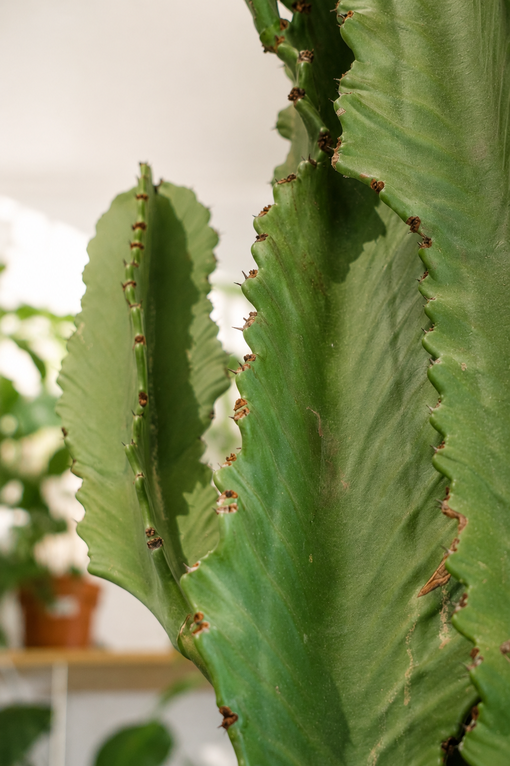 Euphorbia Erythraea Ø40 · 110 cm