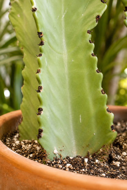 Euphorbia Erythraea Ø40 · 110 cm
