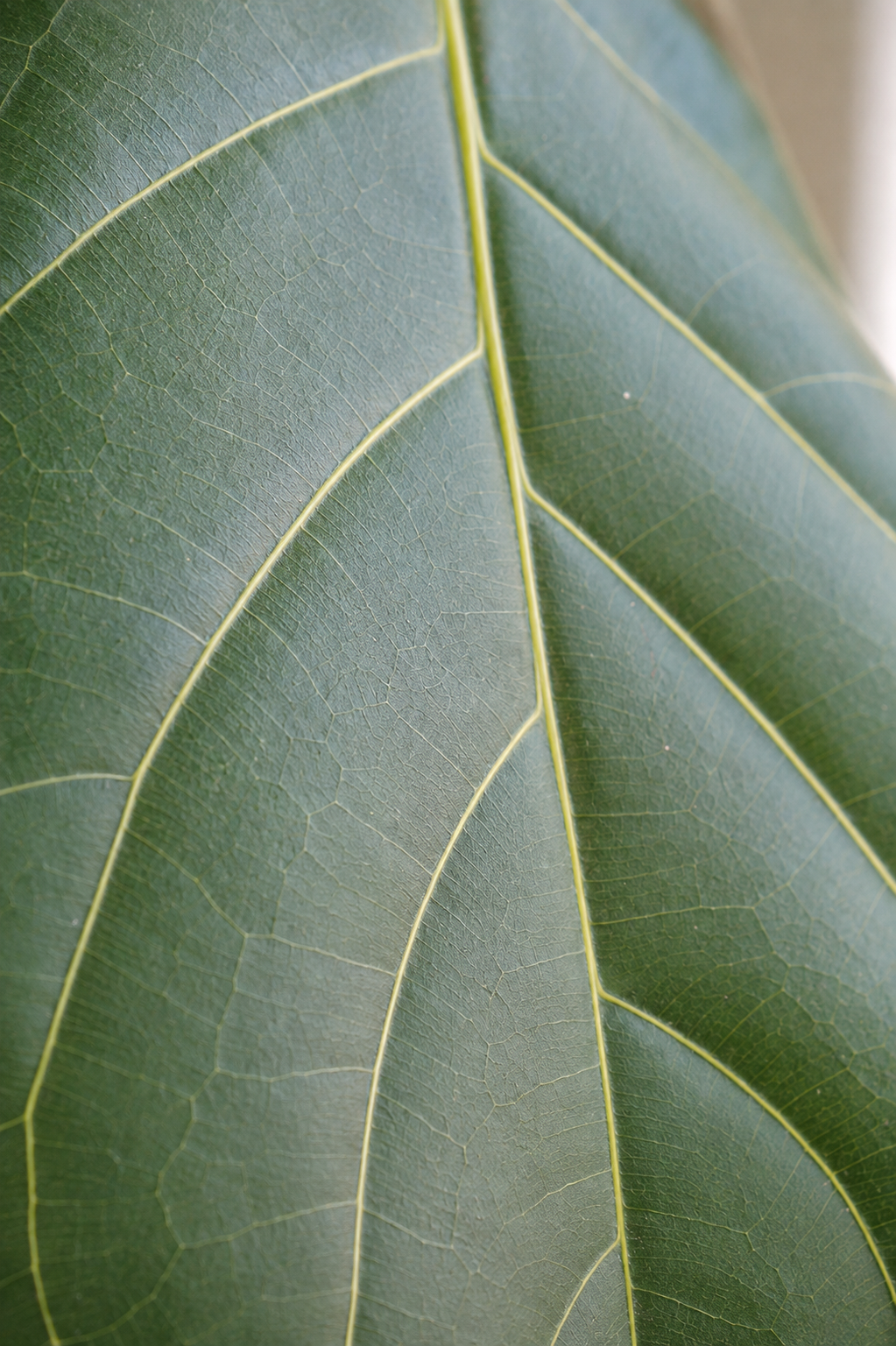 Ficus Lyrata on Stem �24 � 130 cm