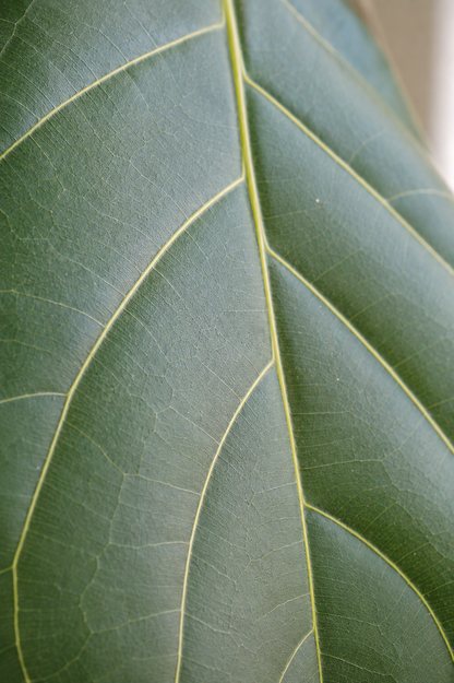 Ficus Lyrata on Stem �24 � 130 cm