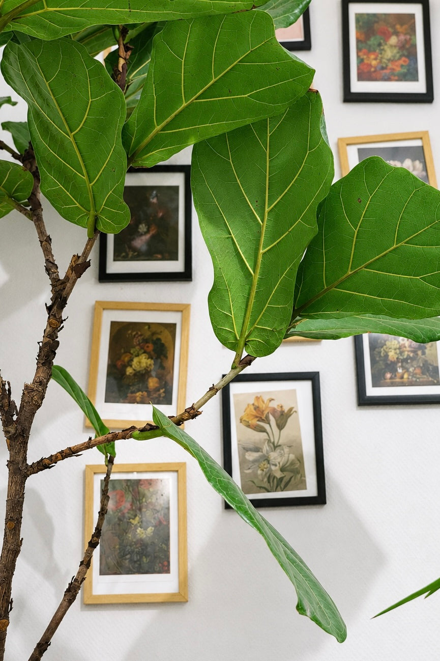 Ficus Lyrata on Stem �24 � 130 cm