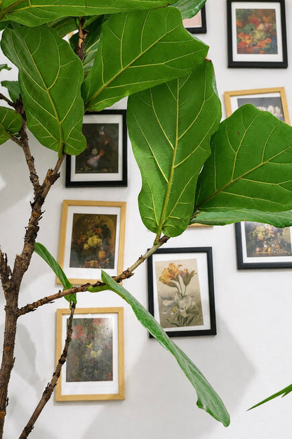 Ficus Lyrata on Stem �24 � 130 cm