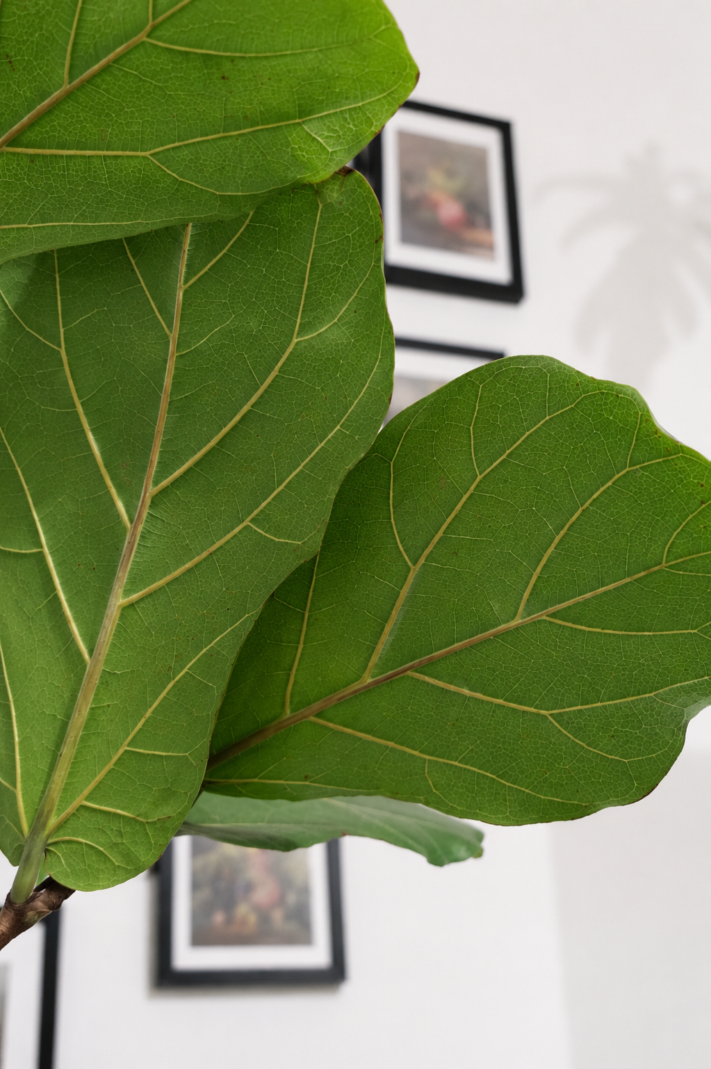 Ficus Lyrata on Stem �24 � 130 cm