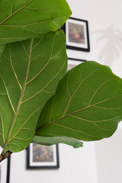 Ficus Lyrata on Stem �24 � 130 cm