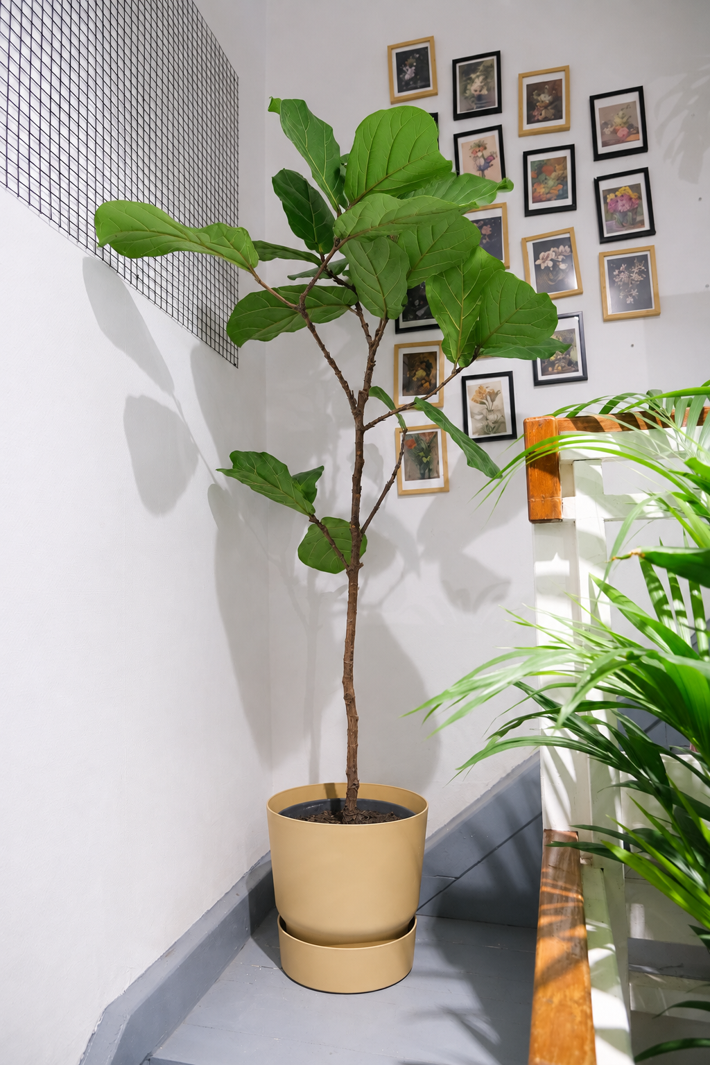 Ficus Lyrata on Stem �24 � 130 cm