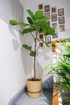 Ficus Lyrata on Stem �24 � 130 cm