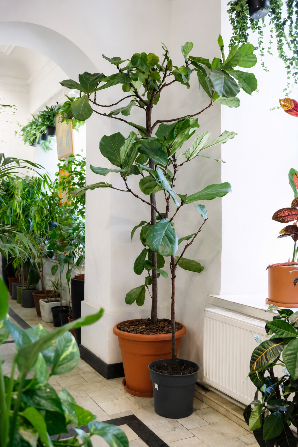 Ficus Lyrata on Stem �45 � 210 cm