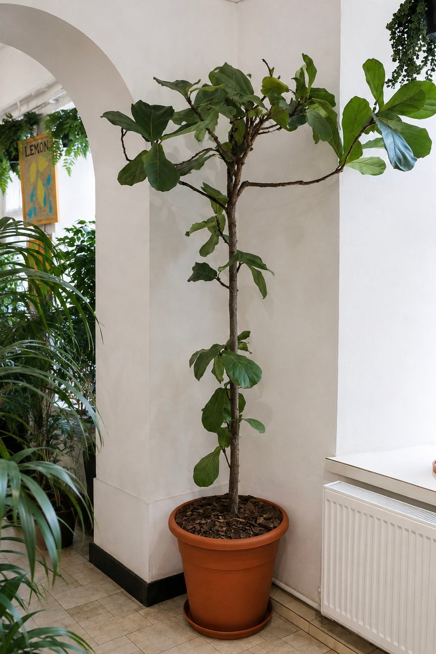 Ficus Lyrata on Stem �45 � 210 cm
