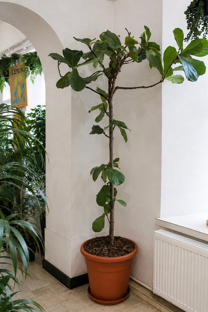 Ficus Lyrata on Stem �45 � 210 cm