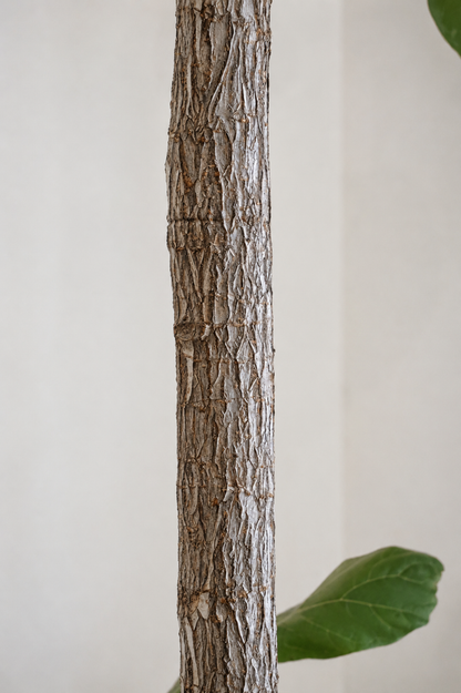 Ficus Lyrata on Stem �45 � 210 cm