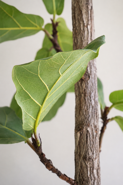 Ficus Lyrata on Stem �45 � 210 cm