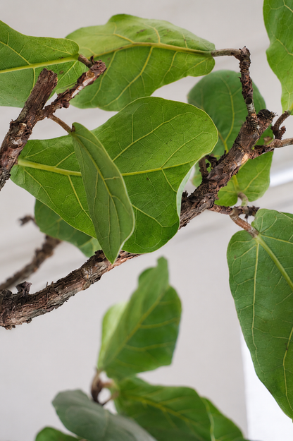 Ficus Lyrata on Stem �45 � 210 cm