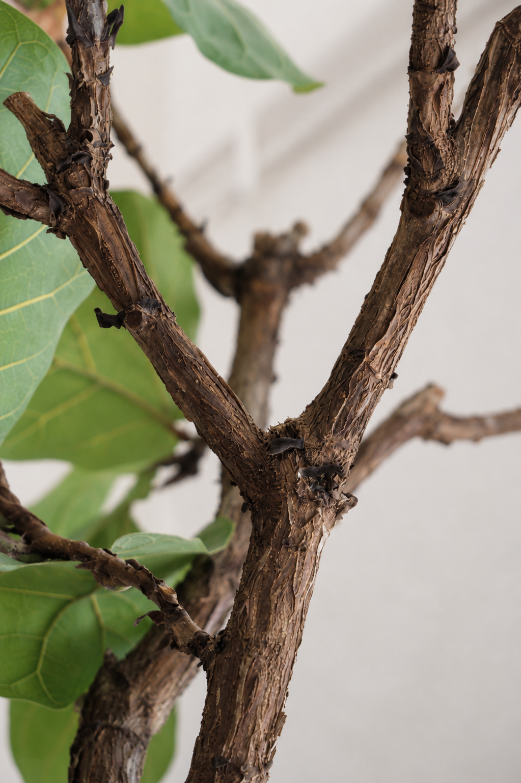 Ficus Lyrata on Stem �45 � 210 cm