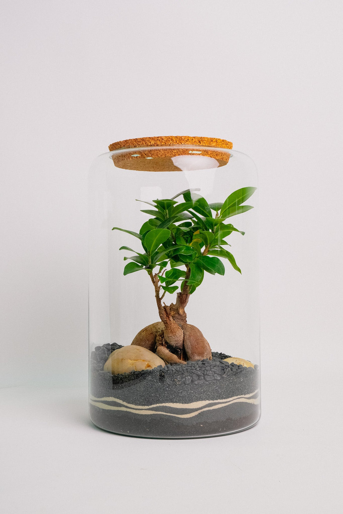 Florariu "Ginseng" super mare - Image 1