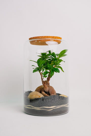 Terariu Ginseng